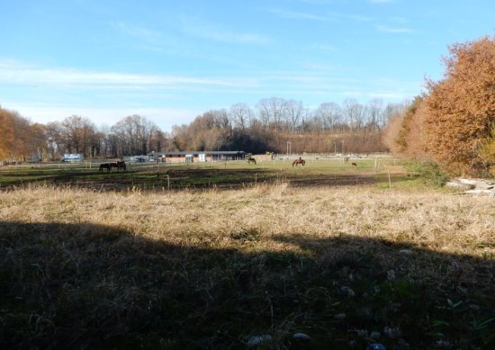 A l' abri des levées de terre constituant une ancienne butte de tir d' élégants équidés paissent en paix dans la sérénité retrouvée 