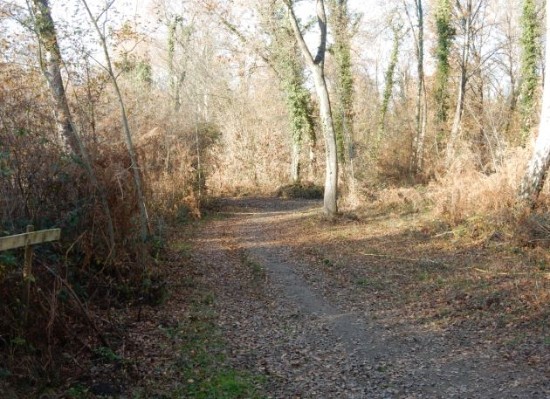 Belle allée en sous bois